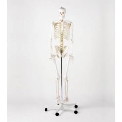 Squelette taille réelle