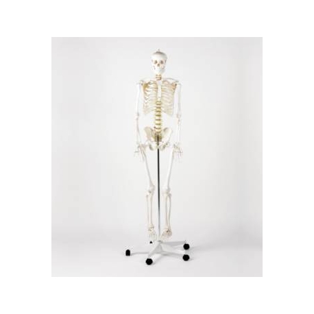 Squelette taille réelle