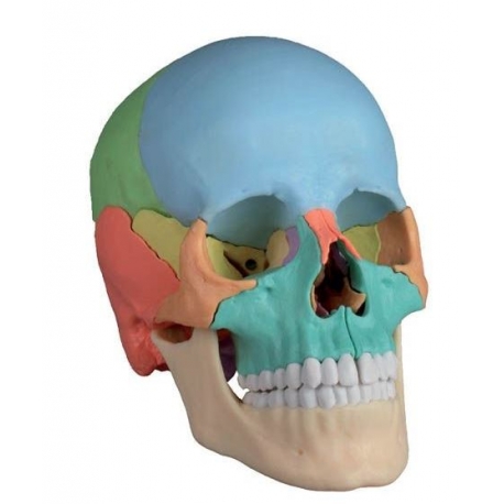 Crâne didactique 22 pieces