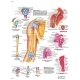 Planche anatomique du Pied et de la cheville