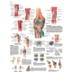 Planche anatomique du Pied et de la cheville