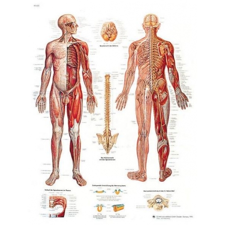 Planche anatomique du Système nerveux