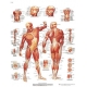  Planche anatomique de la Musculature humaine