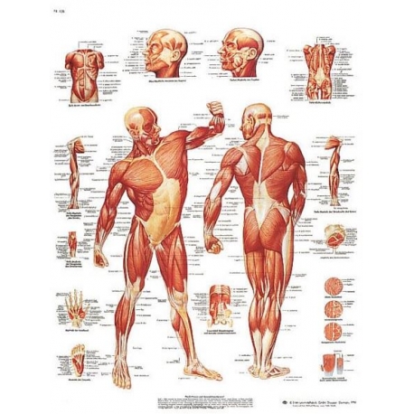  Planche anatomique de la Musculature humaine