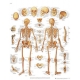  Planche anatomique du Squelette humain