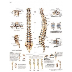 Planche anatomique de la Colonne vertébrale
