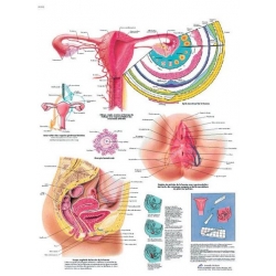  Planche anatomique des Organes génitaux féminins