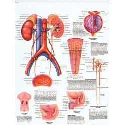 Planche anatomique de l'Appareil urinaire