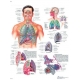 Planche anatomique du Système respiratoire