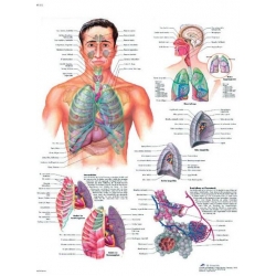 Planche anatomique du Système respiratoire