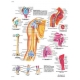 Planche anatomique de l' Epaule et du coude