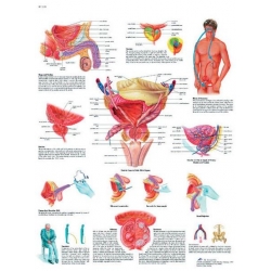 Planche anatomique de la prostate