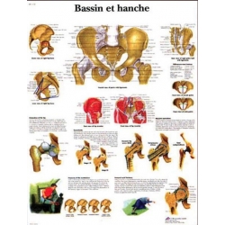  Planche anatomique du bassin et de la hanche