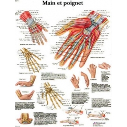 Planche anatomique de la main et du poignet